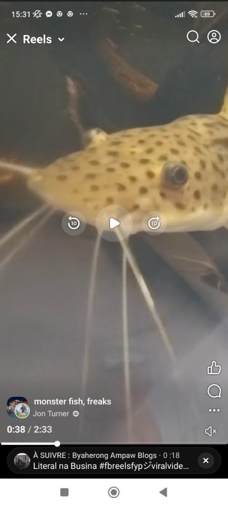 Anguille de feu 60cm et arowana albinos, Dieren en Toebehoren, Vissen | Aquariumvissen, Zoetwatervis, Vis