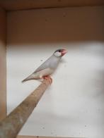 Rijstvogels  (padda)  koppel, Animaux & Accessoires