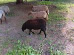 2 ooi lammeren  texelaar/voskop, Dieren en Toebehoren, Schapen, Geiten en Varkens