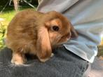 NHD konijntjes, Dieren en Toebehoren, Konijnen, Meerdere dieren, Dwerg, Hangoor, 0 tot 2 jaar