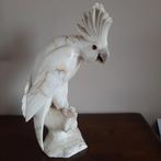 Kaketoe in albast : 50 x 20 x 30, Ophalen