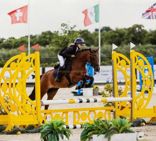 New  Forest pony, Dieren en Toebehoren, Pony's, Merrie, L, C pony (1.27m tot 1.37m), 11 jaar of ouder, Met stamboom