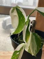 Monstera albo variegata, Huis en Inrichting, Kamerplanten, Overige soorten, Ophalen of Verzenden, In pot, Minder dan 100 cm