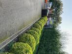 buxus planten, Tuin en Terras, Planten | Tuinplanten, Ophalen