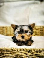 Belgische york-shire pupjes zoeken mandje, CDV (hondenziekte), Meerdere, 8 tot 15 weken, Meerdere dieren