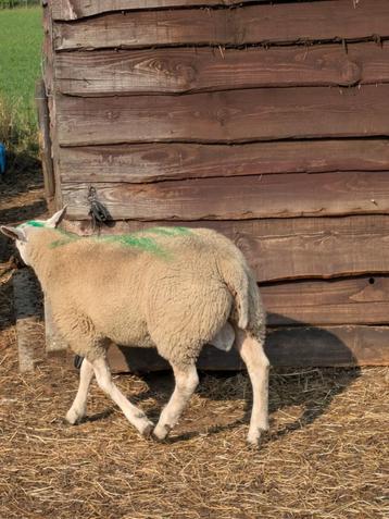 dekrammen te koop, Mâle, Mouton, 0 à 2 ans