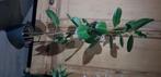 Ficus elastica, Huis en Inrichting, Kamerplanten, Ophalen, Ficus, 100 tot 150 cm, Halfschaduw