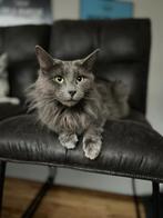 Nebelung poes met stamboom op zoek naar nieuw huisje, Dieren en Toebehoren, Katten en Kittens | Raskatten | Langhaar, Poes, Gechipt