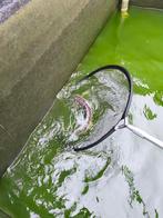 Diamant steur, Steur