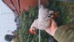 Jong wit Chabo haantje, Dieren en Toebehoren, Pluimvee, Mannelijk, Kip
