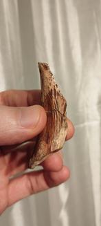 Os Fossile de dinosaure collection antiquité, Verzamelen, Mineralen en Fossielen