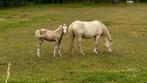 Welsh a/b merrie veulen 🩷, Dieren en Toebehoren, Merrie, A pony (tot 1.17m), 0 tot 2 jaar