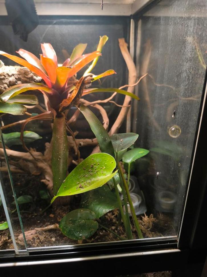 Dutch Rana beplant paludarium 45x45x75, Dieren en Toebehoren, Reptielen en Amfibieën | Toebehoren, Ophalen
