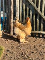 Brahma broedeieren, Dieren en Toebehoren, Geslacht onbekend, Kip