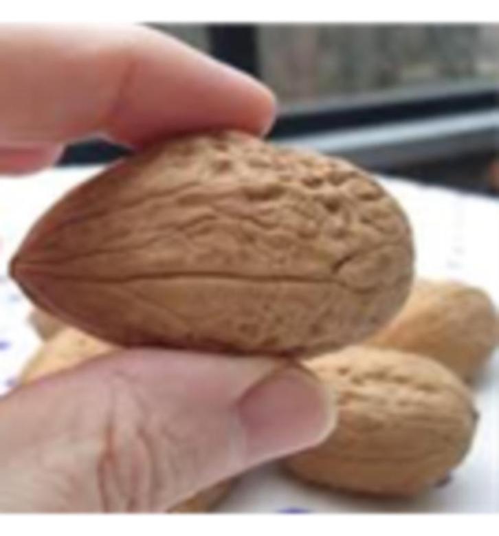 Noten, Tuin en Terras, Planten | Fruitbomen, Walnotenboom, Ophalen