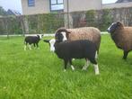 Zwartbles ram RUILEN, Mouton, Mâle, 0 à 2 ans