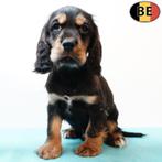 Engelse Cocker (Black and Tan, Zwart) Belgische pups te koop, Dieren en Toebehoren, België, CDV (hondenziekte), 8 tot 15 weken