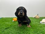 Nestje Dwergteckel pups, Dieren en Toebehoren, België, CDV (hondenziekte), 8 tot 15 weken, Dwerg
