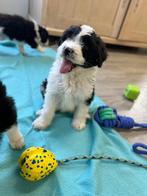 Knappe aussiedoodles (Australische herder x poedel), Dieren en Toebehoren, België, CDV (hondenziekte), 8 tot 15 weken, Meerdere