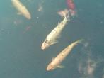 5x Blauwe windes, 2x Goudwindes te koop/ruilen voor één koi, Dieren en Toebehoren, Vissen | Vijvervissen, Baars of Goudwinde