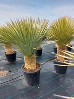 Prachtige yucca rostrata, Tuin en Terras, Planten | Tuinplanten, Ophalen of Verzenden