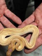 Ball python nakweek 2025, Dieren en Toebehoren, Slang, Tam, 0 tot 2 jaar