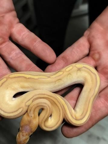 Ball python nakweek 2025 beschikbaar voor biedingen