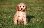 Chiot Cockapoo à vendre (femelle), Chienne, Belgique, Taille moyenne, Un chien