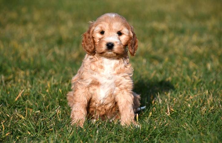 Chiot Cockapoo à vendre (femelle), Animaux & Accessoires, Chiens | Sans pedigree, Taille moyenne, Chienne, Éleveur | Professionnel