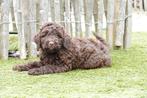 Prachtige kleine medium Chocobruine Labradoodle pups, Dieren en Toebehoren, Parvo, België, Overige rassen, 8 tot 15 weken