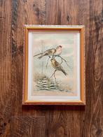 Litho originale ancienne  de pinsons Knezourek, Enlèvement ou Envoi