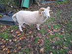 wiltshire horn, Dieren en Toebehoren, Schapen, Geiten en Varkens, Mannelijk, Schaap, 0 tot 2 jaar