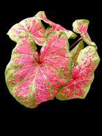 Caladium pink Heart, Maison & Meubles, Plantes d'intérieur, Enlèvement ou Envoi