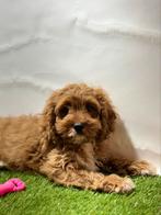 Cavapoo pups, 15 weken tot 1 jaar, Overige rassen, Buitenland, CDV (hondenziekte)