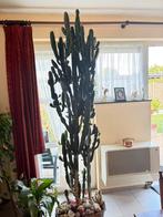 Cactus Euphorbia, Tuin en Terras, Planten | Tuinplanten, Ophalen, Vaste plant