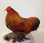 Taxidermie opgezette kip, Verzamelen, Dierenverzamelingen, Ophalen of Verzenden, Nieuw, Vogel, Opgezet dier