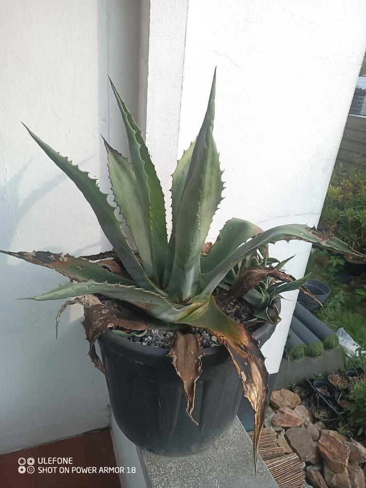 Agave americana (Pot 55 ltr) met heleboel pups, Tuin en Terras, Planten | Tuinplanten, Ophalen of Verzenden