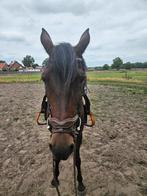 Franse draver merrie, Dieren en Toebehoren, Paarden, Merrie, Met stamboom