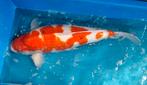 Kohaku 73cm kweker Marudo. Body als Female