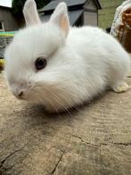Lief dwerg konijntje, Dieren en Toebehoren, Konijnen, Dwerg