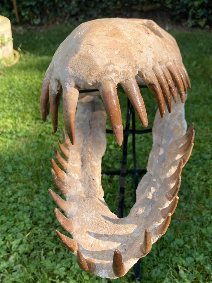 Fossielen Plesiosaurus schedel - Mosasaurus Era. ., Verzamelen, Mineralen en Fossielen, Fossiel, Ophalen