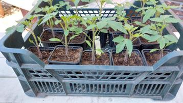 Tomatenplanten Uovo Roseo. beschikbaar voor biedingen