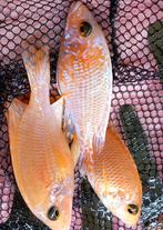 Aulonocara multicolor/firefish, Dieren en Toebehoren