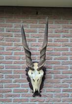Prachtige Grote Schedel Elandantilope Hoorns jacht Afrika, Ophalen, Gebruikt, Wild dier, Schedel