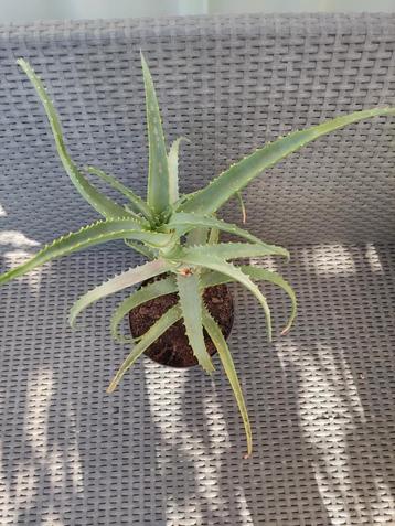 Aloe Vera  beschikbaar voor biedingen