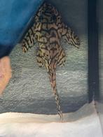 Mooie groep L236 te koop. 2M/2V, Dieren en Toebehoren, Vissen | Aquariumvissen, Overige typen, Zoetwatervis