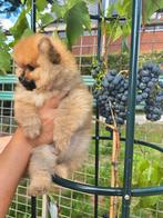 Mini Pomeriaan pup, Dieren en Toebehoren, België, Particulier, Keeshond, Reu