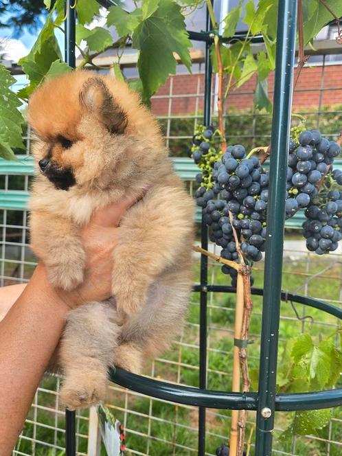 Mini Pomeriaan pup, Dieren en Toebehoren, Honden | Poolhonden, Keeshonden en Oertypen, Reu, Keeshond, Particulier, Eén hond, België