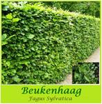 Zeer forse Haagbeuk (Fagus sylv) 1,25-1,5 meter : 4,5€/st., Ophalen, Haagbeuk, Haag, 100 tot 250 cm