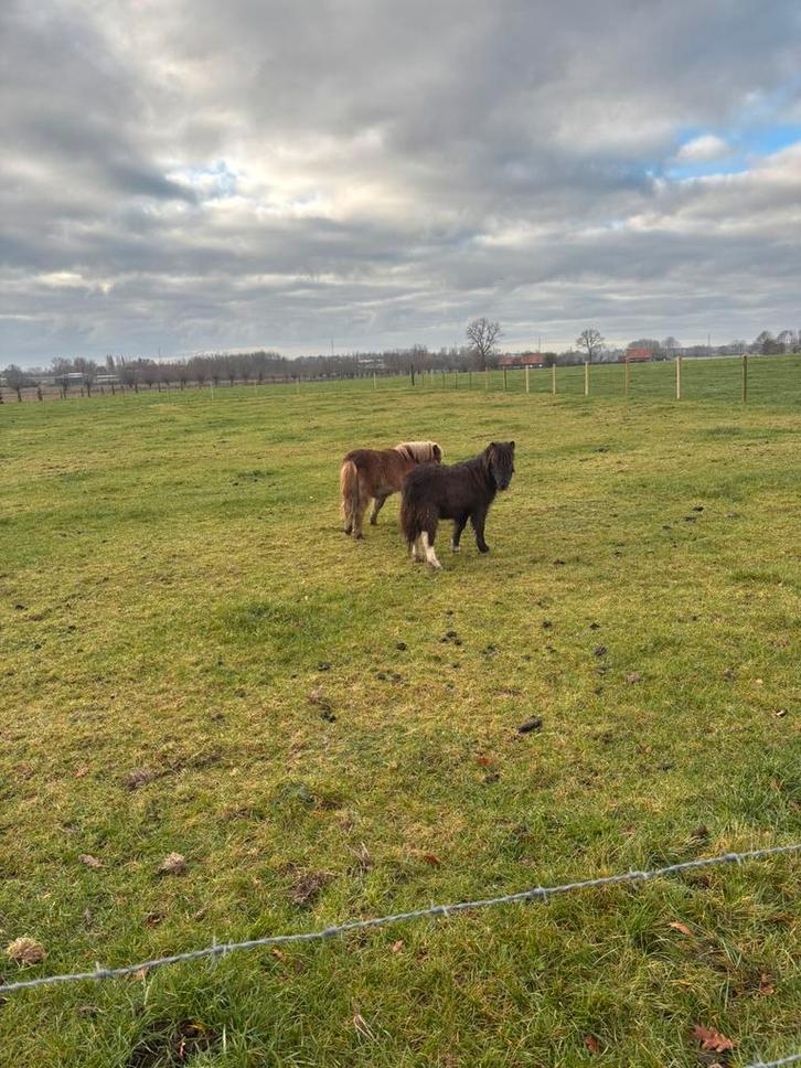 2 mini-shetlanders, Dieren en Toebehoren, Schapen, Geiten en Varkens